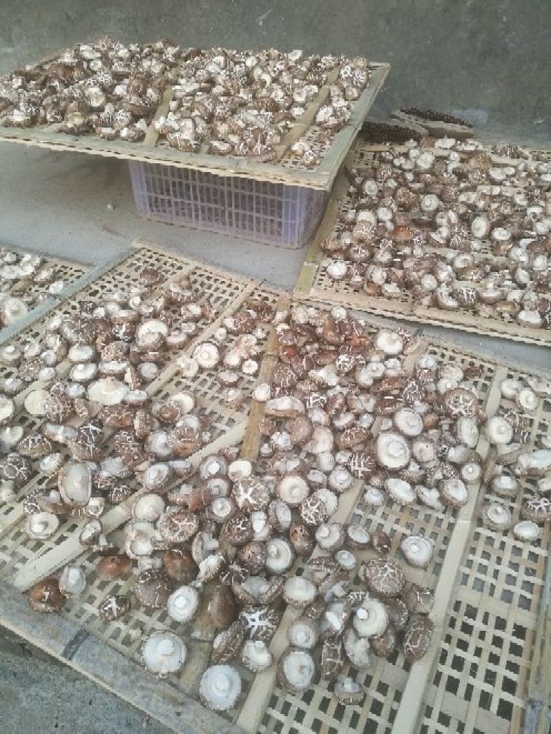 干香菇3cm以上