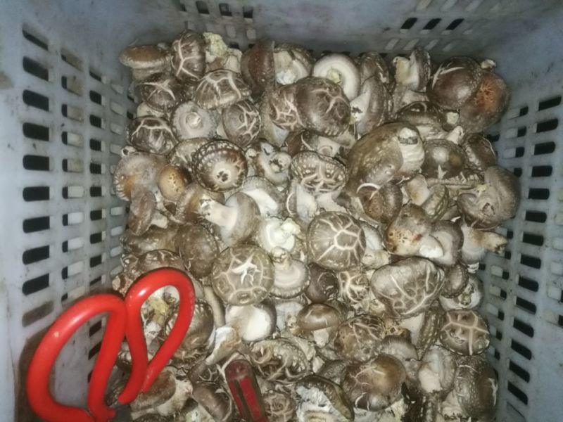 干香菇3cm以上
