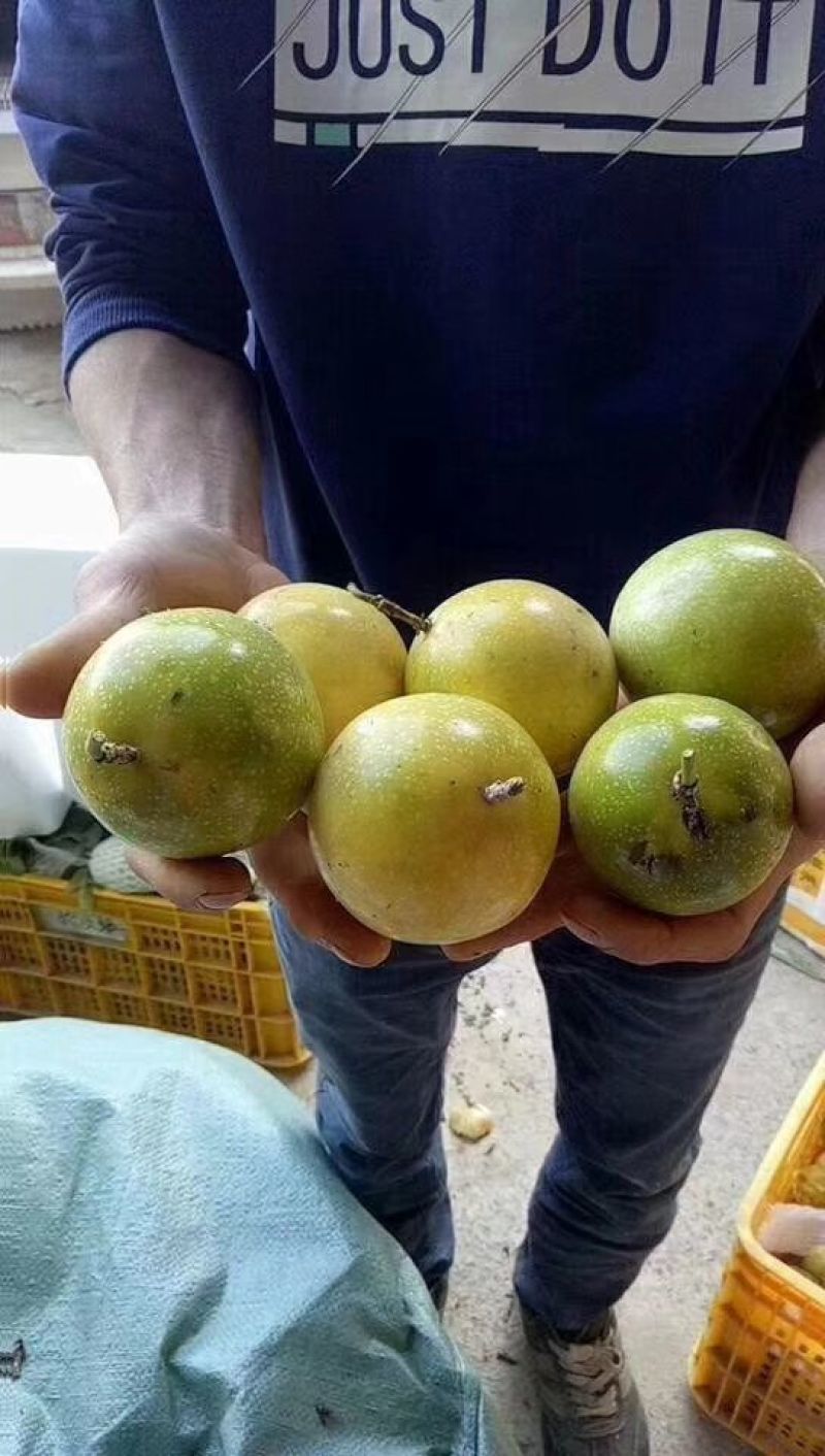 黄金百香果苗嫁接黄金百香果苗脱毒苗