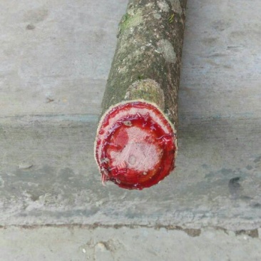 滇鸡血藤，鲜货。联系我时请说是一亩田上看到的