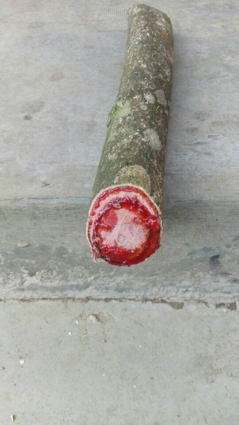 滇鸡血藤，鲜货。联系我时请说是一亩田上看到的