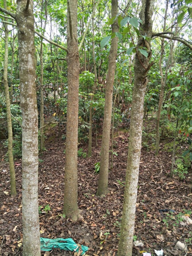 秋枫