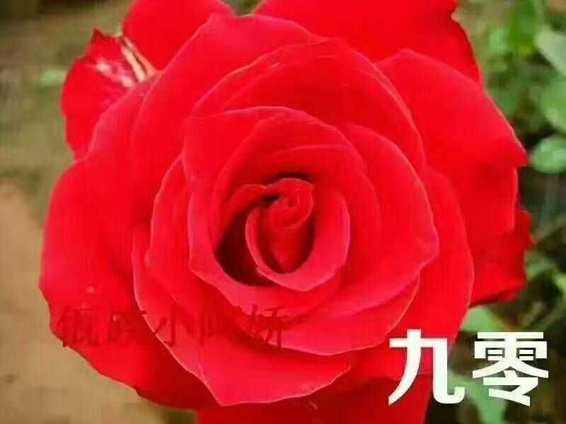 大花颜色鲜艳，品质高尚，全国畅销**，价格优惠，基地直发
