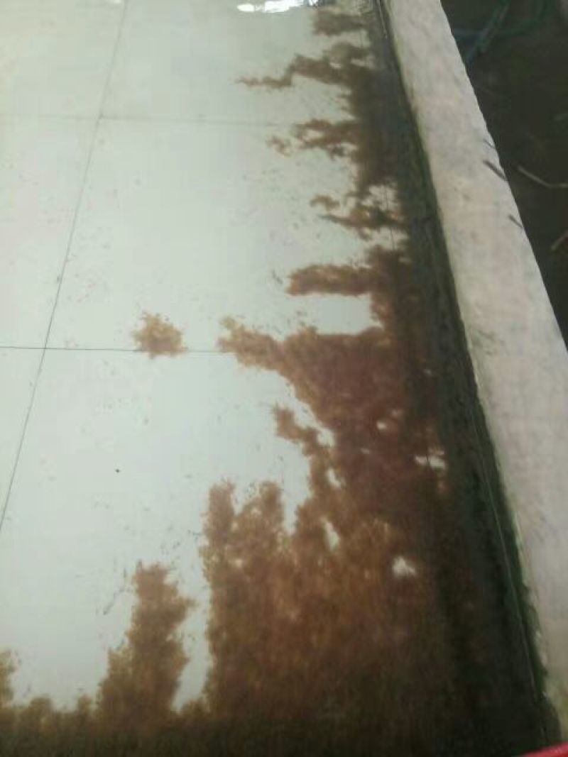 黄颡鱼苗100一万尾水花苗，规格苗