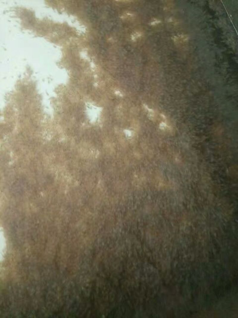 黄颡鱼苗100一万尾水花苗，规格苗