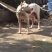 重庆地区长期繁殖四川川东猎犬杜高马犬狗崽母
