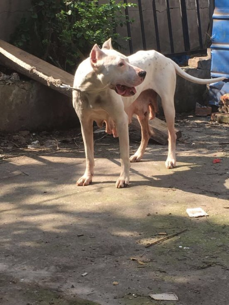重庆地区长期繁殖四川川东猎犬杜高马犬狗崽母