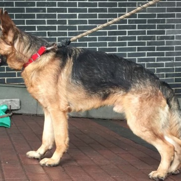 重庆地区长期繁殖四川川东猎犬杜高马犬狗崽母