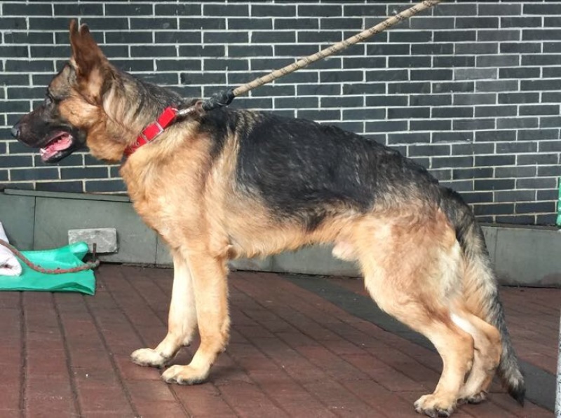 重庆地区长期繁殖四川川东猎犬杜高马犬狗崽母