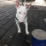 重庆地区长期繁殖四川川东猎犬杜高马犬狗崽母