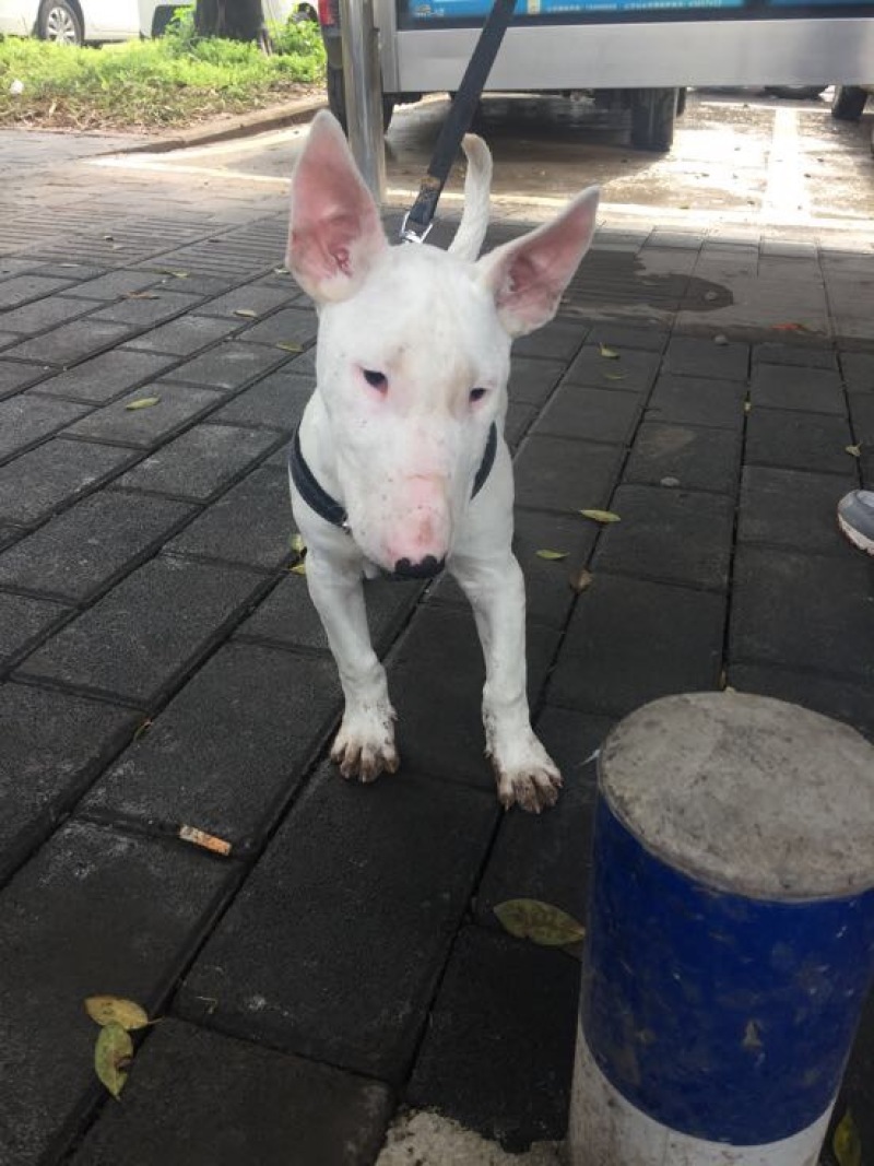 重庆地区长期繁殖四川川东猎犬杜高马犬狗崽母