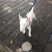 重庆地区长期繁殖四川川东猎犬杜高马犬狗崽母