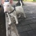 重庆地区长期繁殖四川川东猎犬杜高马犬狗崽母
