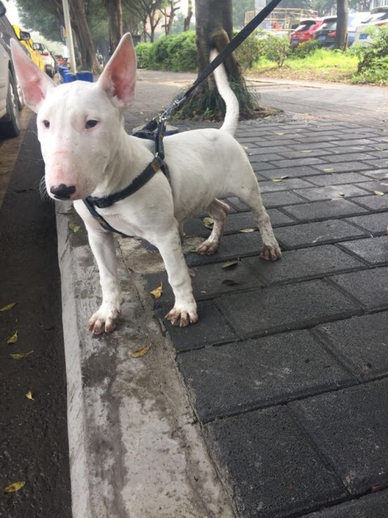 重庆地区长期繁殖四川川东猎犬杜高马犬狗崽母