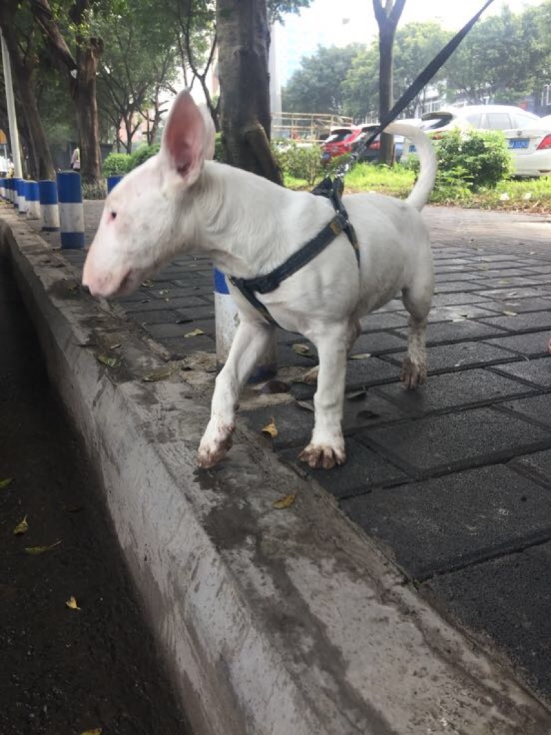 重庆地区长期繁殖四川川东猎犬杜高马犬狗崽母