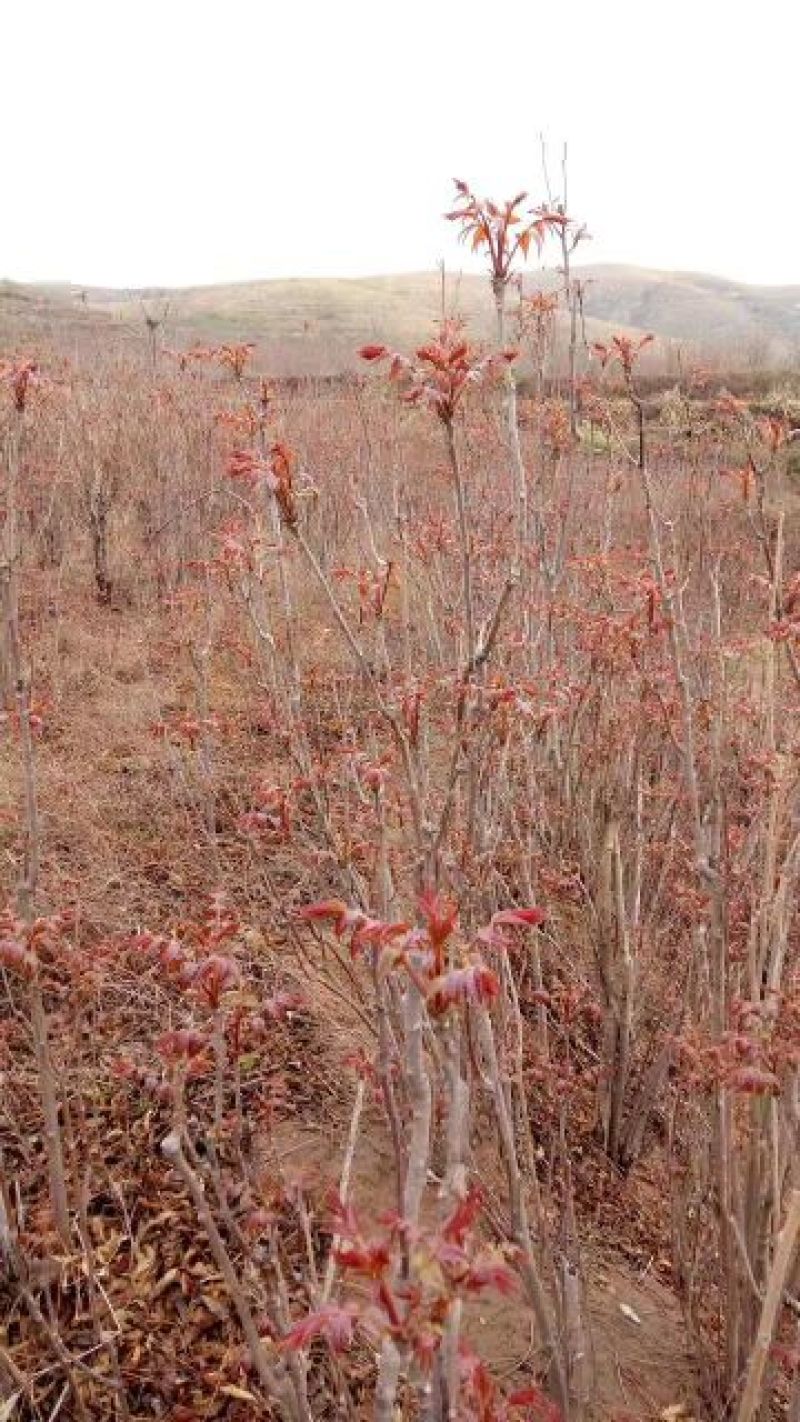 香椿苗供应红油香椿根孽树苗