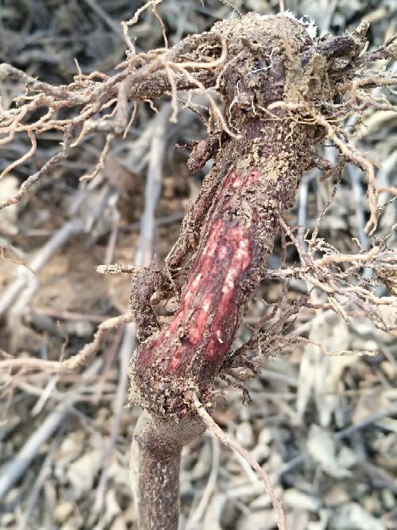 香椿苗供应红油香椿根孽树苗