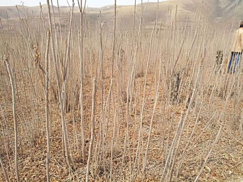 香椿苗供应红油香椿根孽树苗
