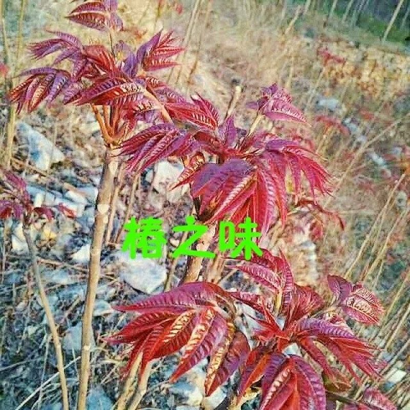 香椿苗供应红油香椿根孽树苗