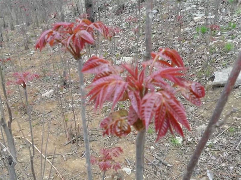 香椿苗供应红油香椿根孽树苗