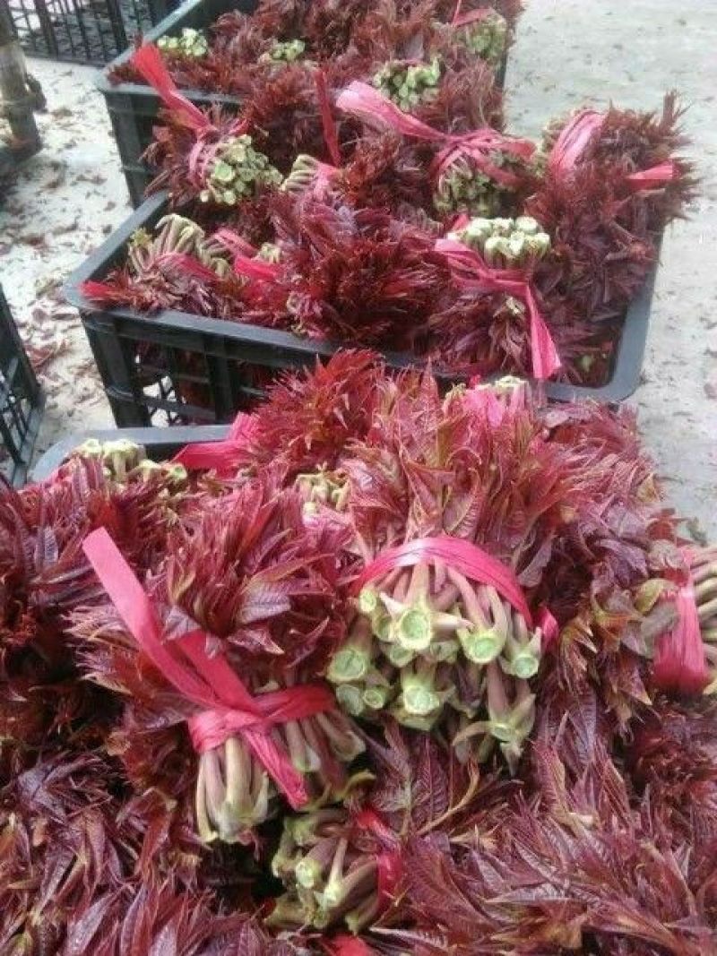 香椿苗供应红油香椿根孽树苗
