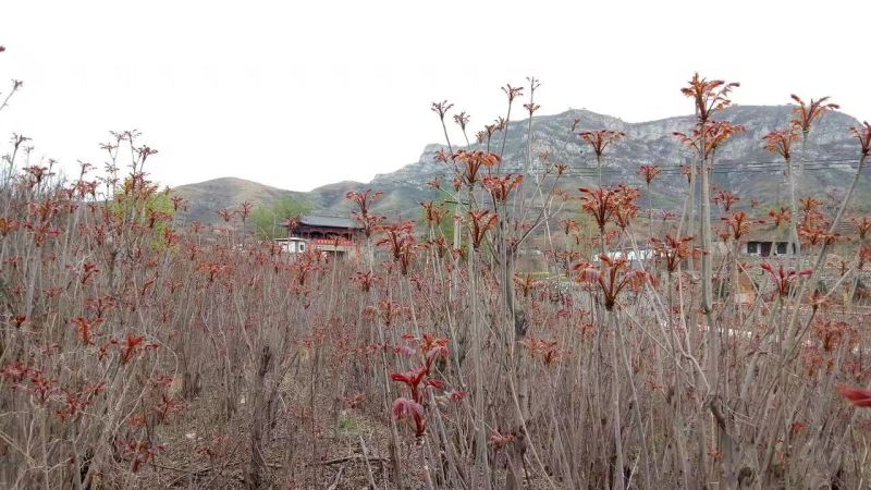 香椿苗供应红油香椿根孽树苗