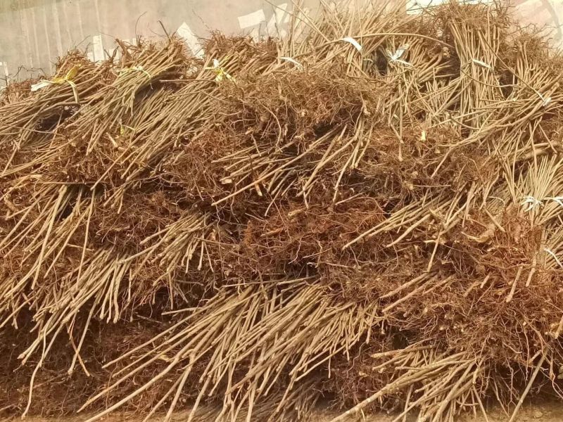 香椿苗供应红油香椿根孽树苗
