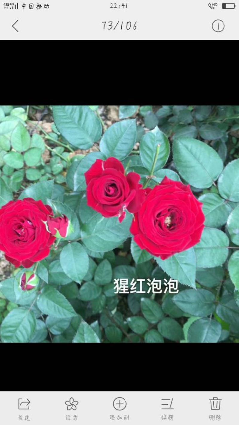 多头玫瑰苗10~20cm