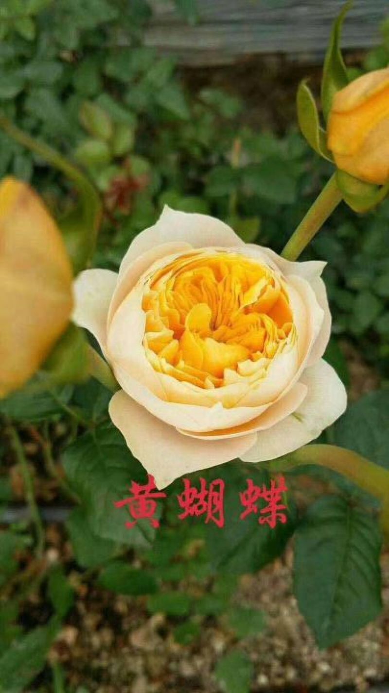 多头玫瑰苗10~20cm