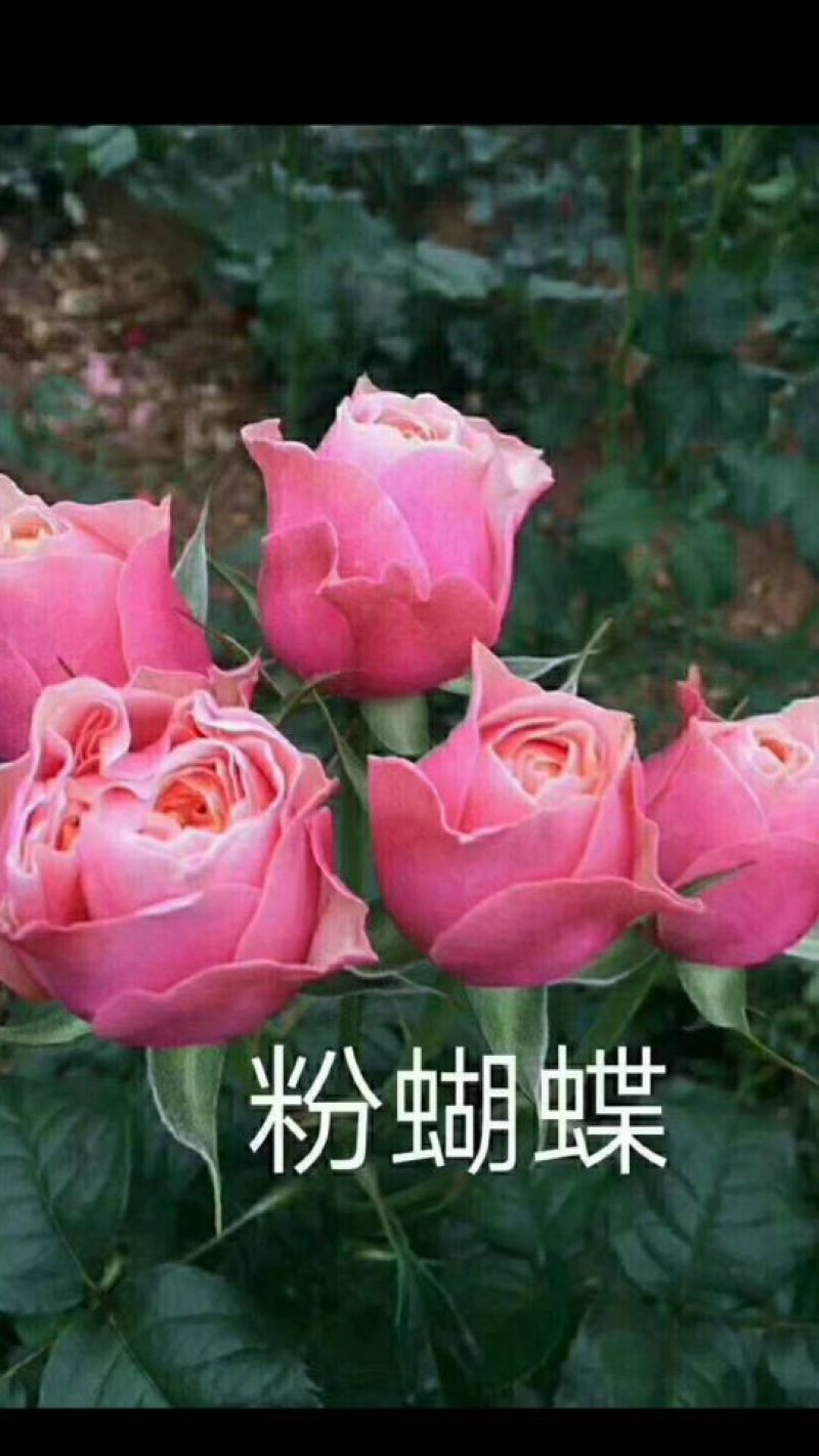 多头玫瑰苗10~20cm