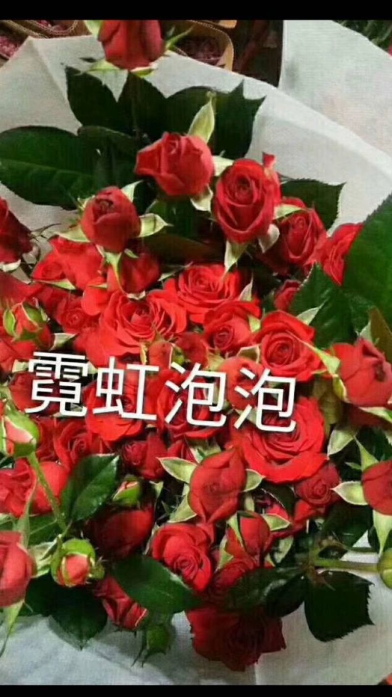 多头玫瑰苗10~20cm