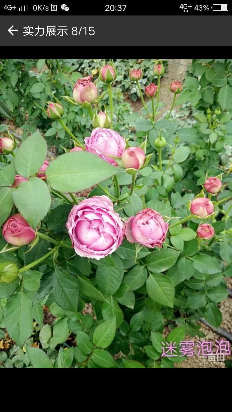 多头玫瑰苗10~20cm