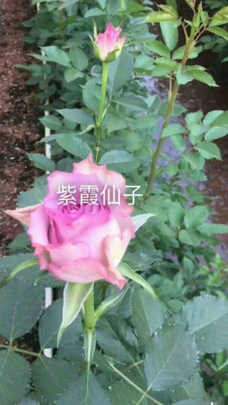 多头玫瑰苗10~20cm