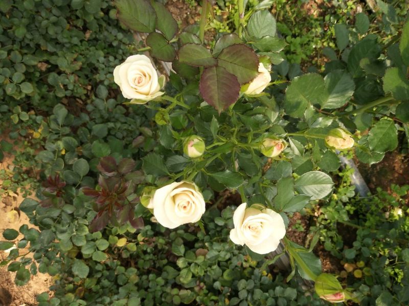 多头玫瑰苗10~20cm