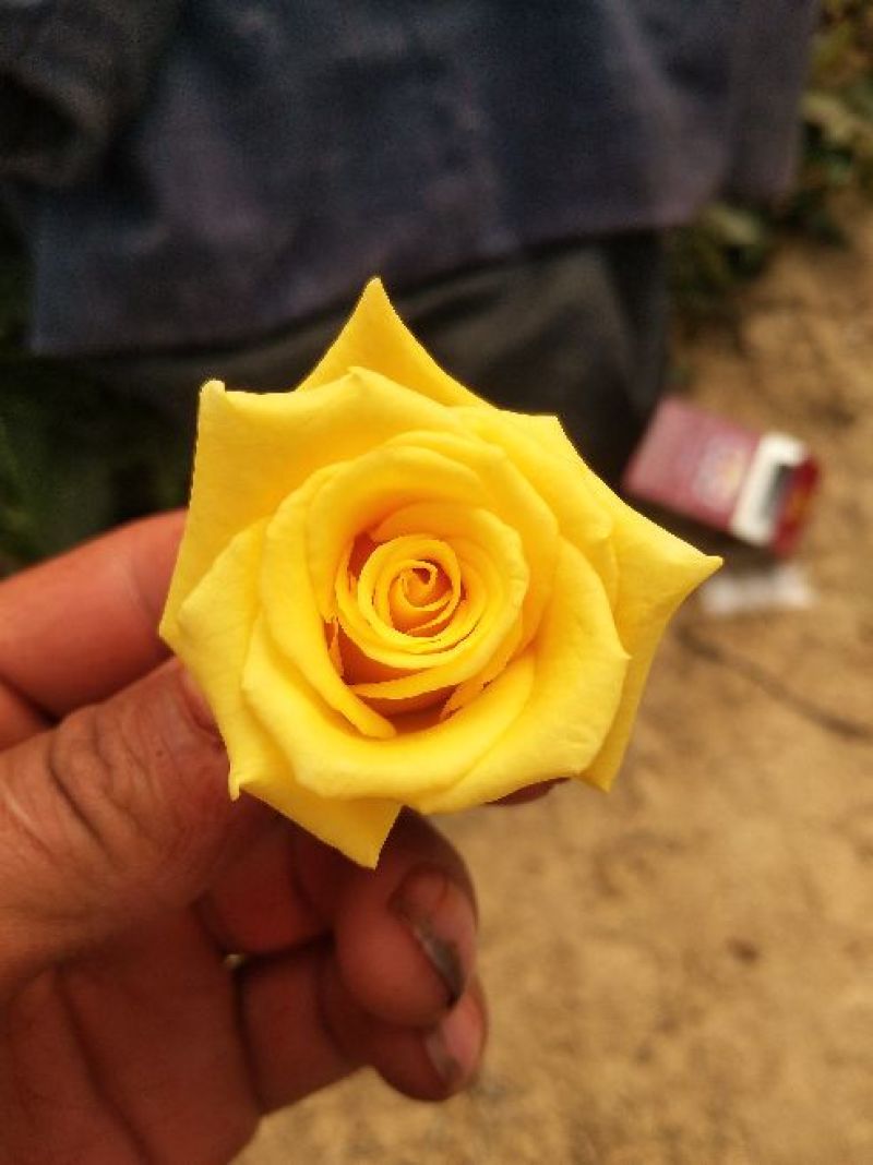 黄玫瑰苗10~20cm