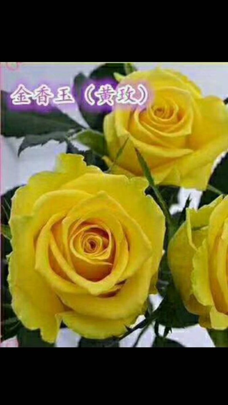 黄玫瑰苗10~20cm