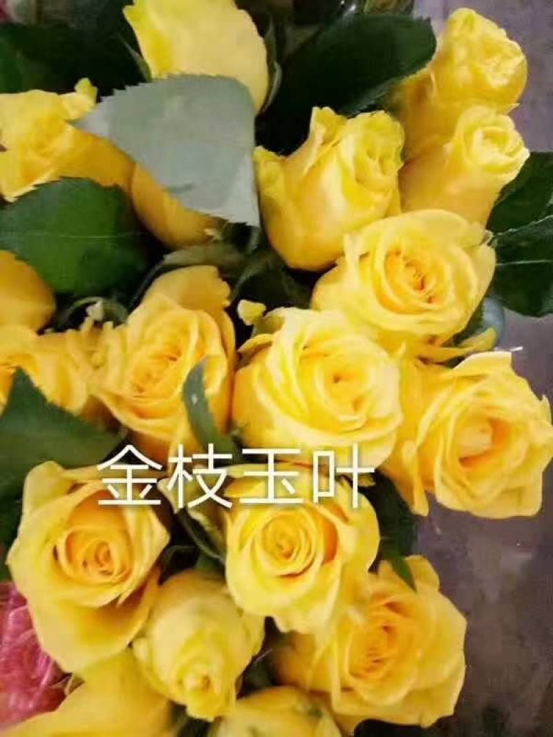 黄玫瑰苗10~20cm