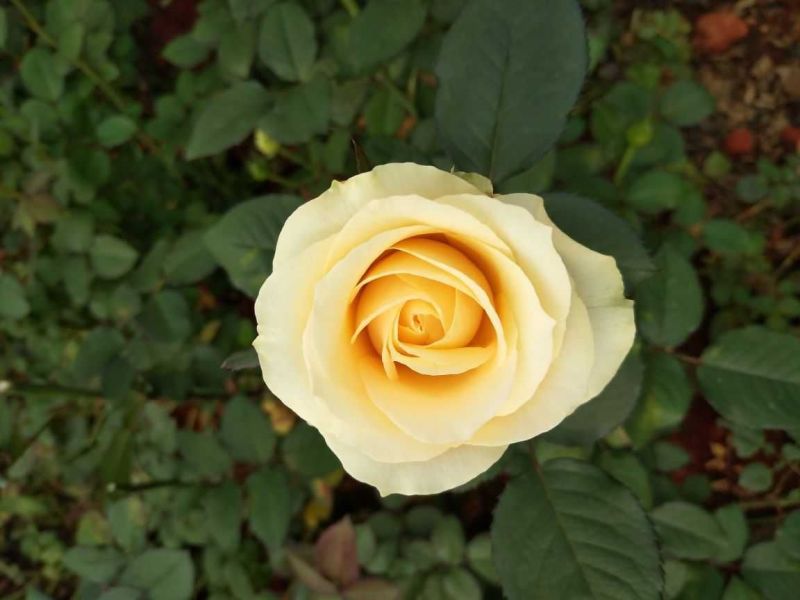 黄玫瑰苗10~20cm