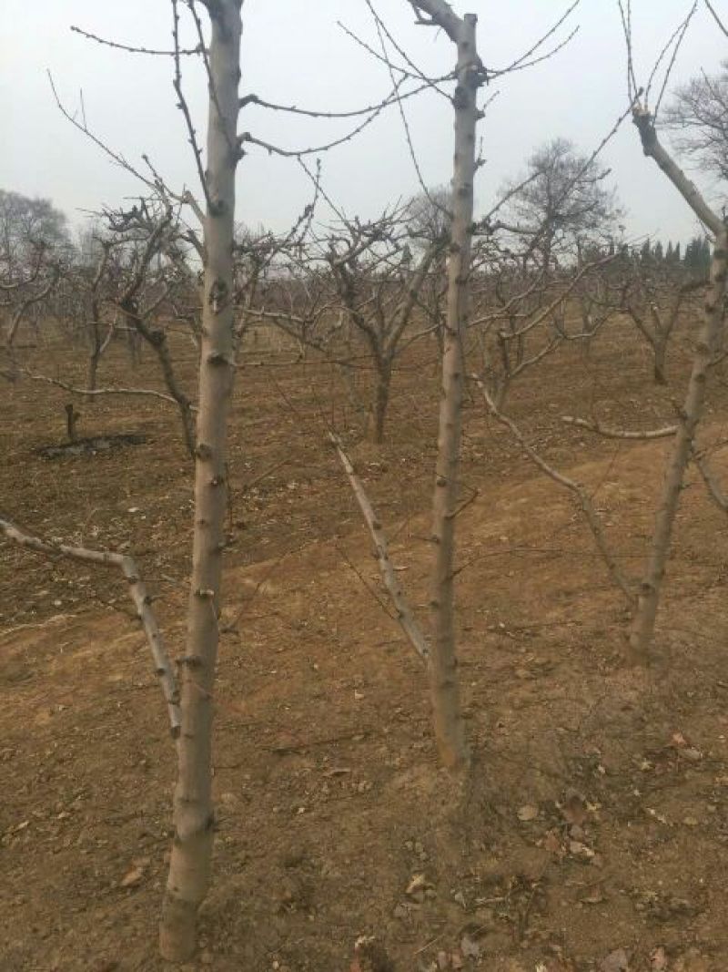 桃树6~8cm3~3.5米