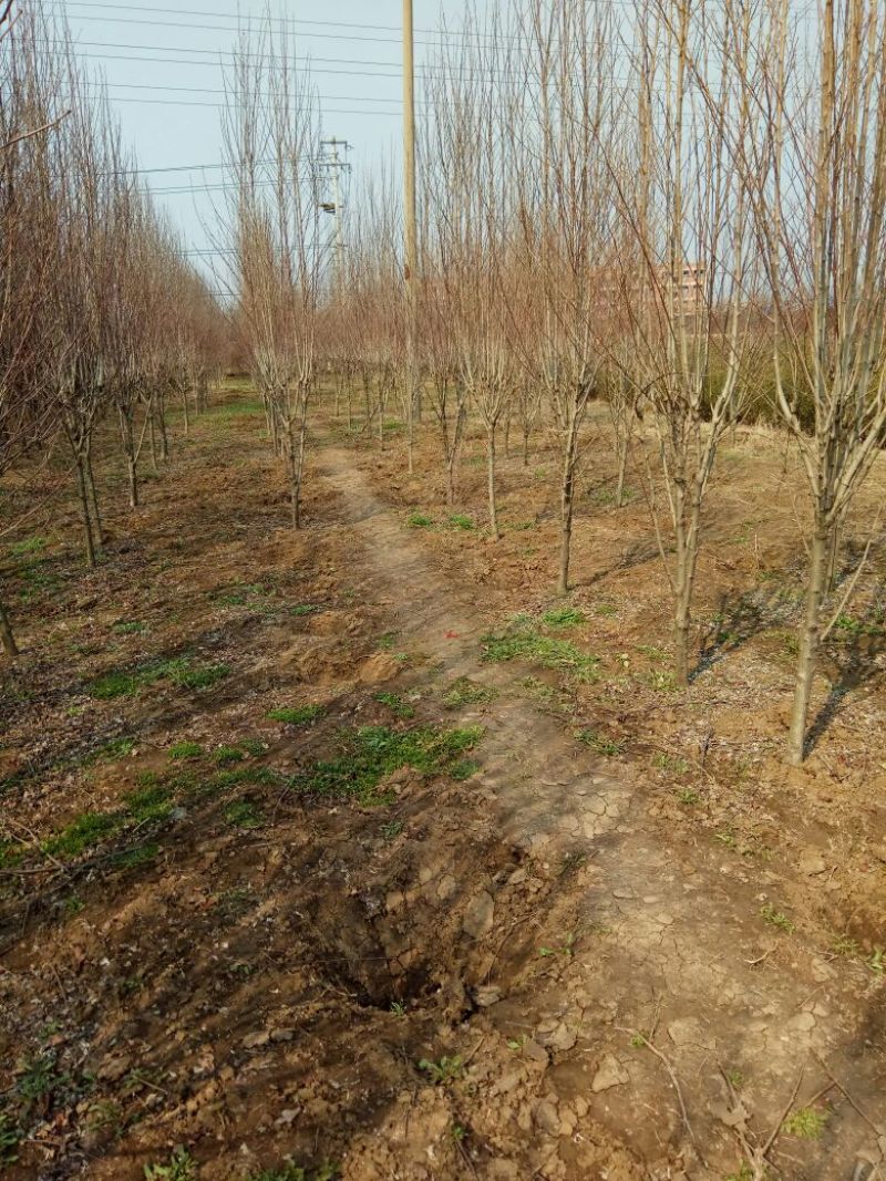 苗圃直销：2-5cm木槿.红花木槿