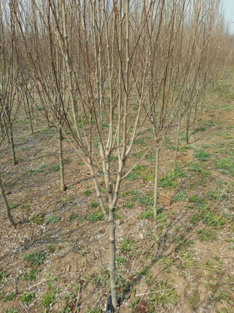 苗圃直销：2-5cm木槿.红花木槿