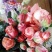 玫瑰花苗10~20cm20-30cm