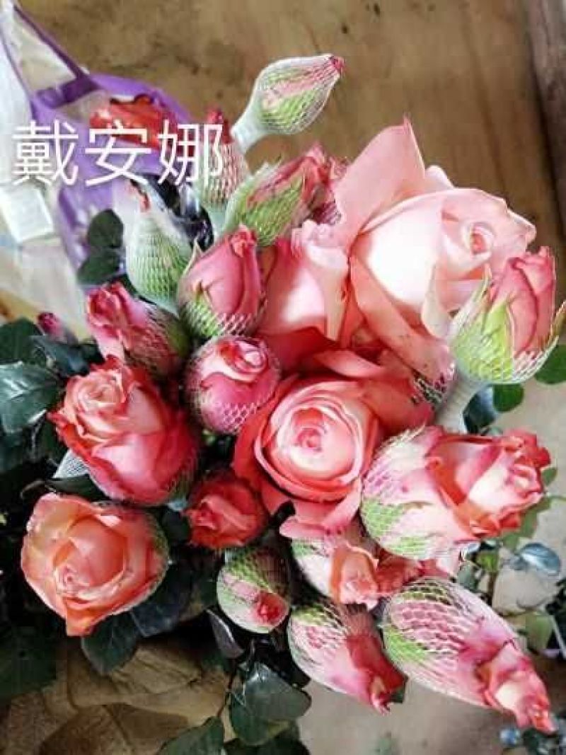 玫瑰花苗10~20cm20-30cm