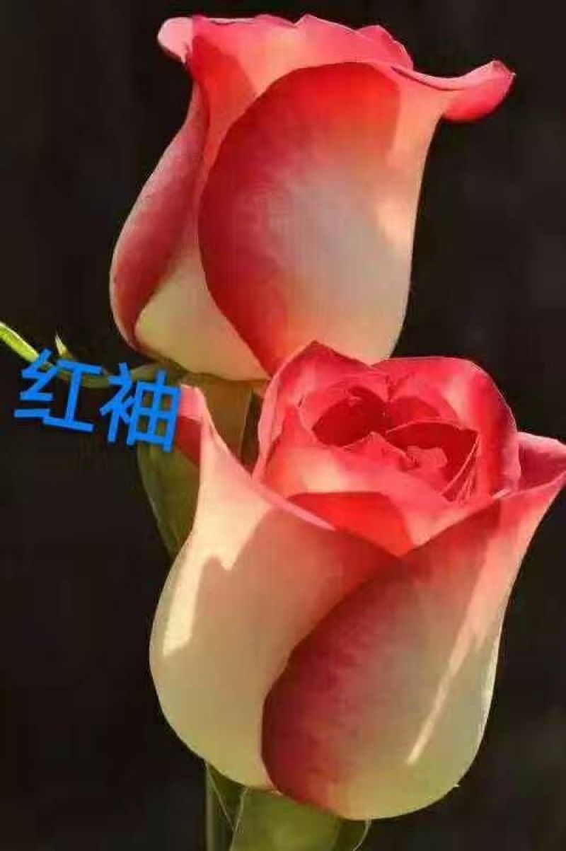 玫瑰花苗10~20cm20-30cm