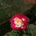 玫瑰花苗10~20cm20-30cm