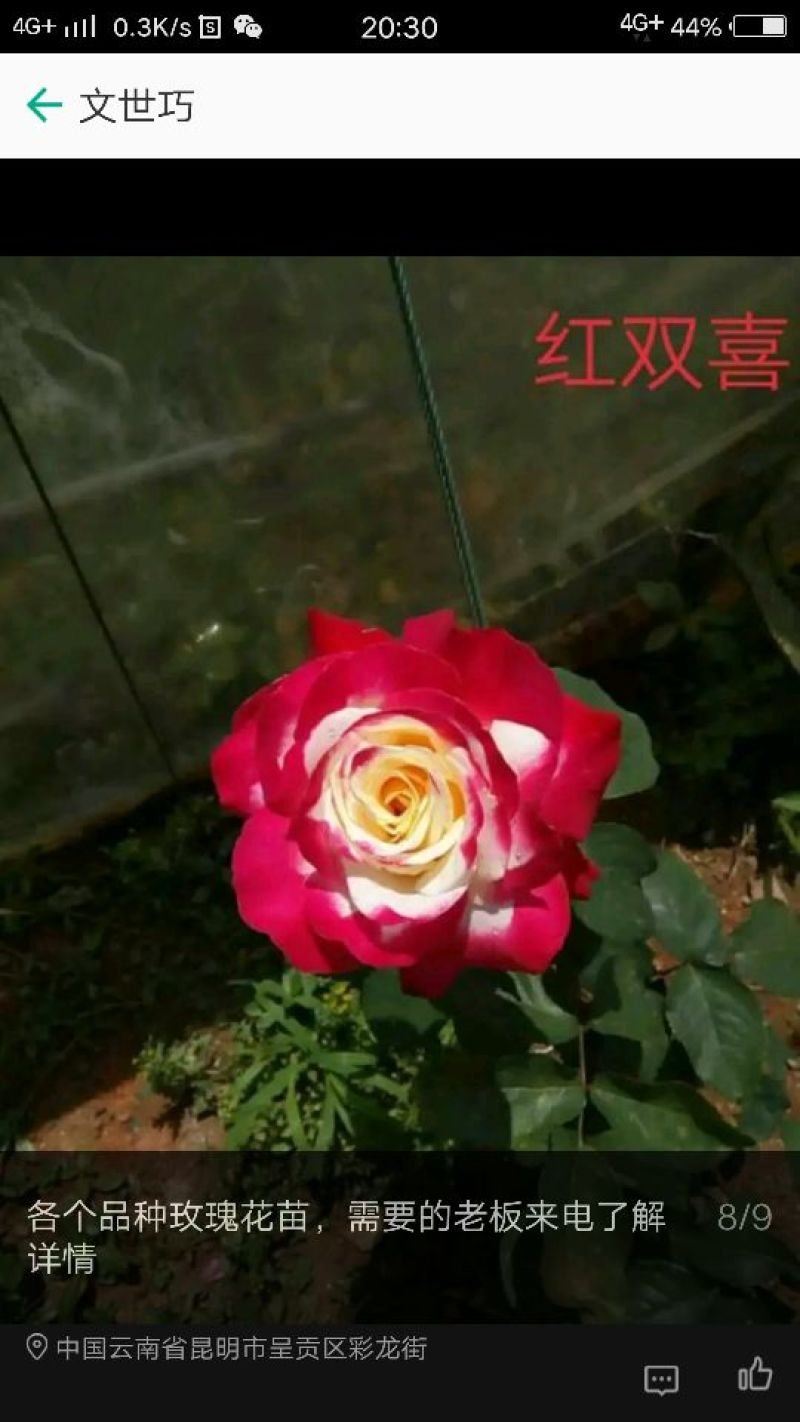 玫瑰花苗10~20cm20-30cm