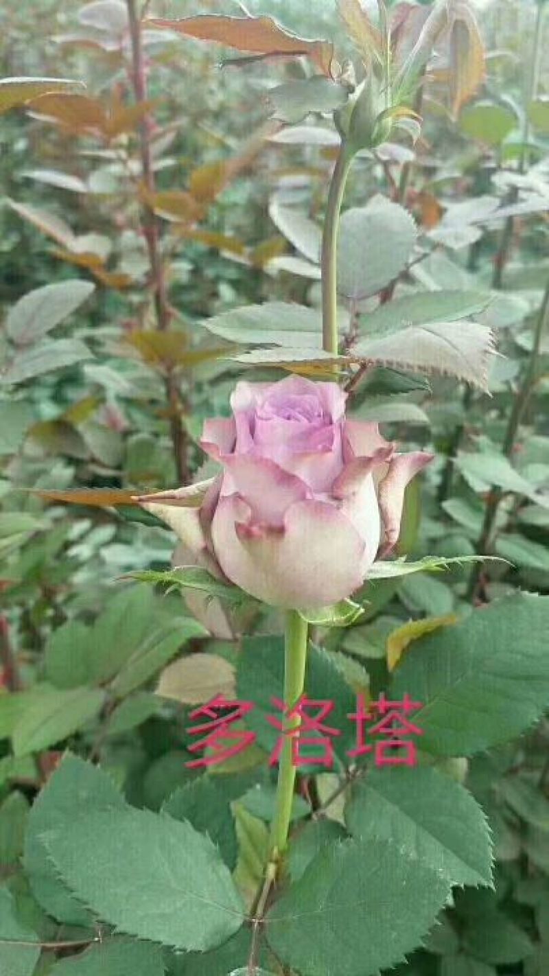 玫瑰花苗10~20cm20-30cm