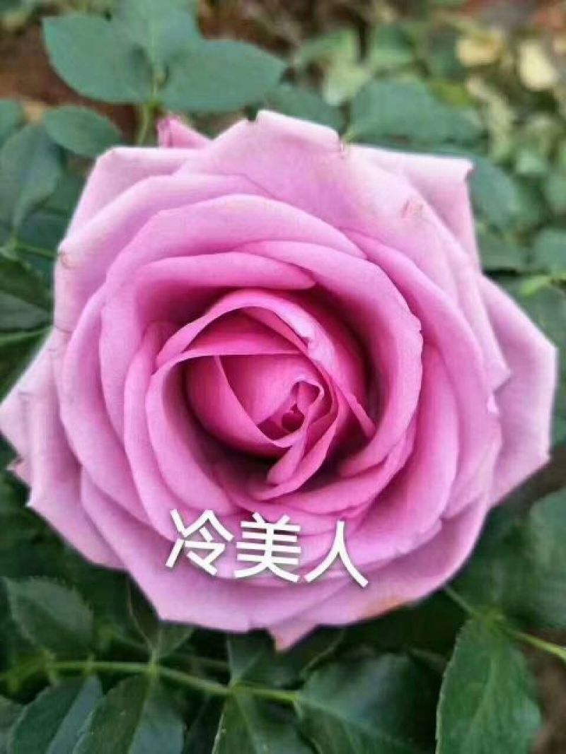 玫瑰花苗10~20cm20-30cm