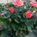 玫瑰花苗10~20cm20-30cm