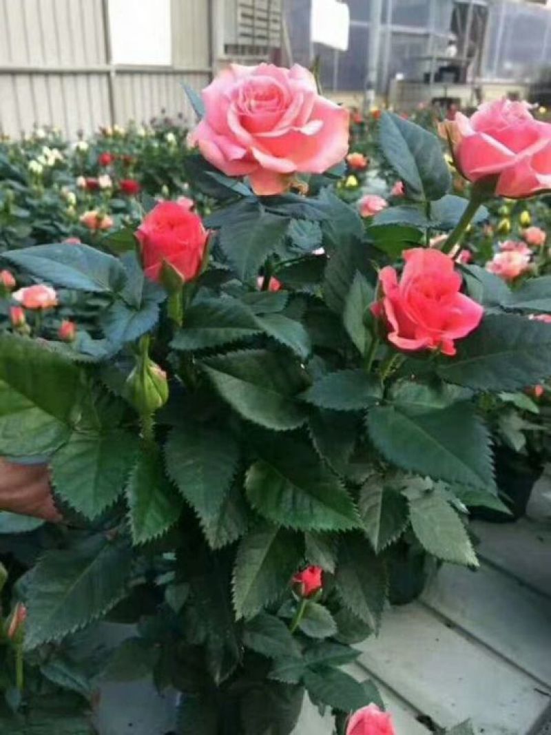 玫瑰花苗10~20cm20-30cm